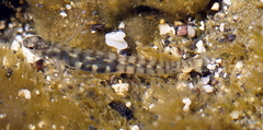 Kelloggella oligolepis