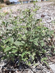 Cullen australasicum