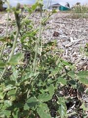 Cullen australasicum