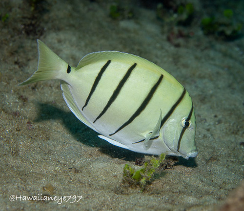 Hawaiian Convict Surgeonfish