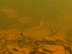 Cyphocharax helleri