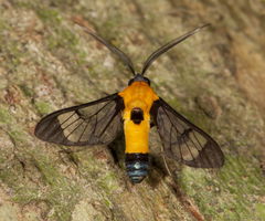 Mesothen dorsimacula