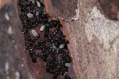 Temnothorax schaumii