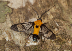 Mesothen dorsimacula