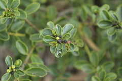 Ilex kunthiana