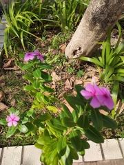 Catharanthus roseus