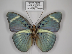 Euphaedra preussi preussi