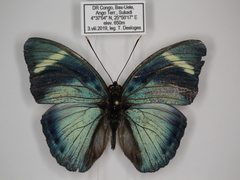 Euphaedra preussi preussi