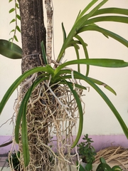 Orchidaceae