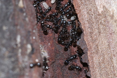 Temnothorax schaumii