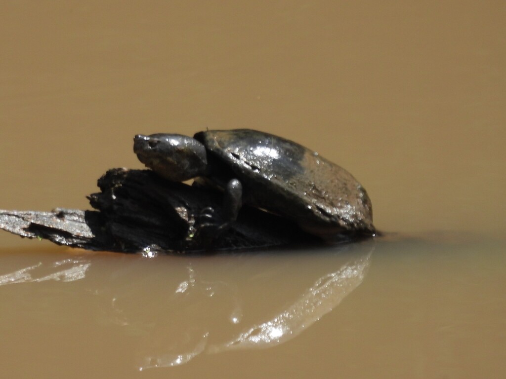 Pátzcuaro Mud Turtle