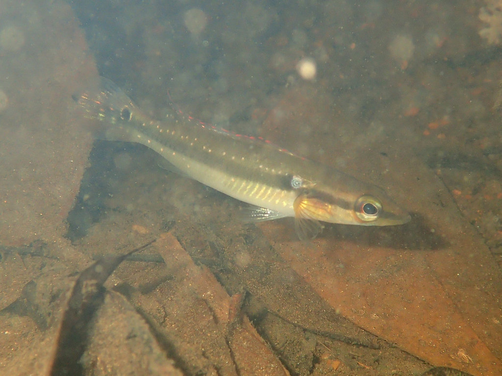 ringtailed pike cichlid