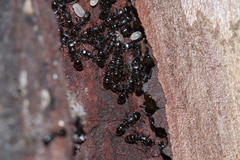 Temnothorax schaumii