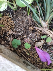 Oxalis