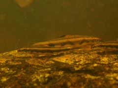 Parodon guyanensis