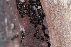 Temnothorax schaumii