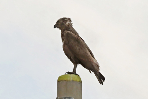 Brown Snake-Eagle