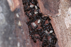 Temnothorax schaumii