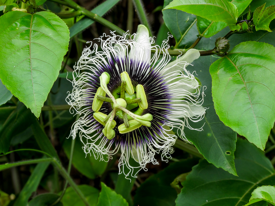 Passiflora edulis