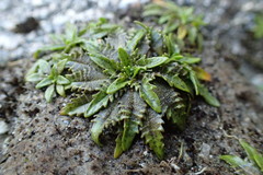 Plantago triandra