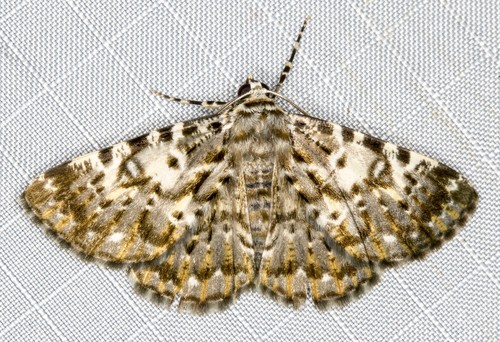 Rhuma subaurata Walker, 1860