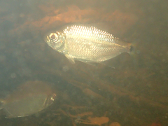 Characidae
