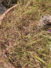 Poaceae