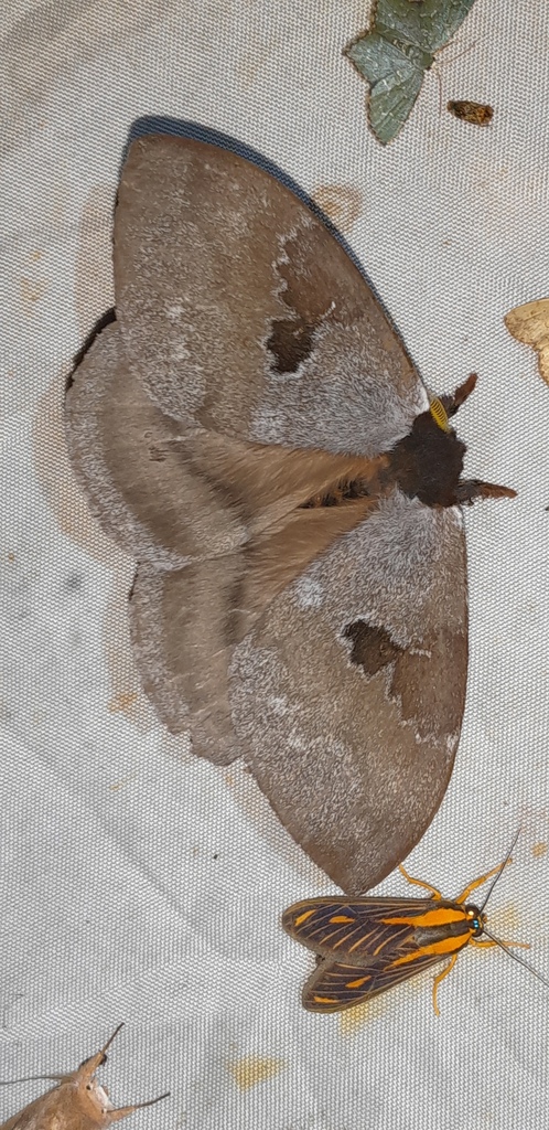 Dirphia riekerti