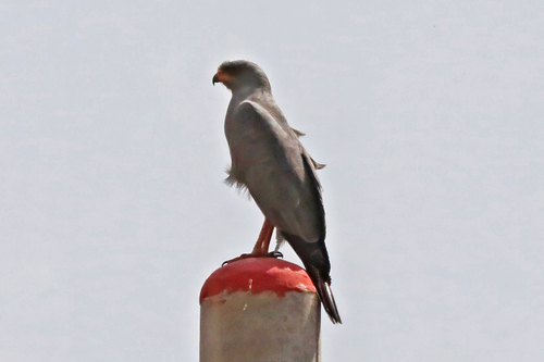 Dark Chanting-Goshawk