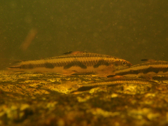Parodon guyanensis
