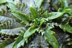 Plantago triandra