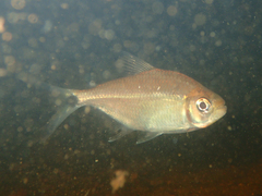 Characidae