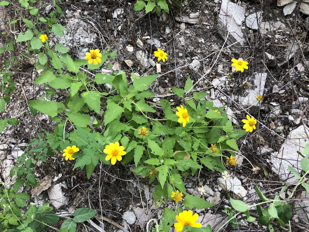 Heliopsis anomala