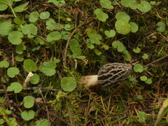 Morchella rufobrunnea