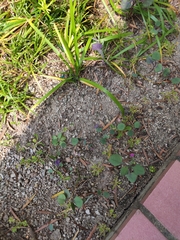 Asteraceae