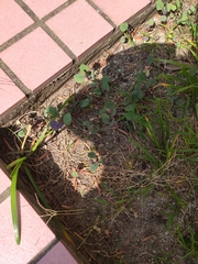 Asteraceae