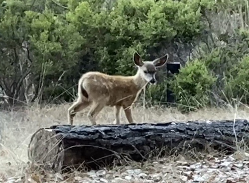 iNaturalist observation photo of Columbian Black-tailed Deer