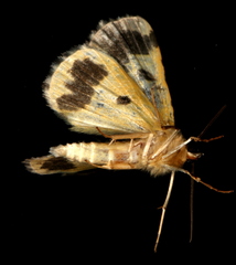 Rhuma subaurata