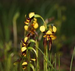 Diuris palustris