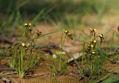 Diuris palustris