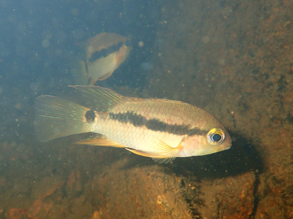 Krobia