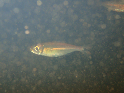 Bryconops affinis