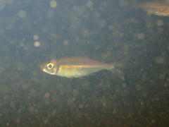 Characiformes