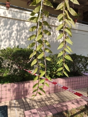 Orchidaceae