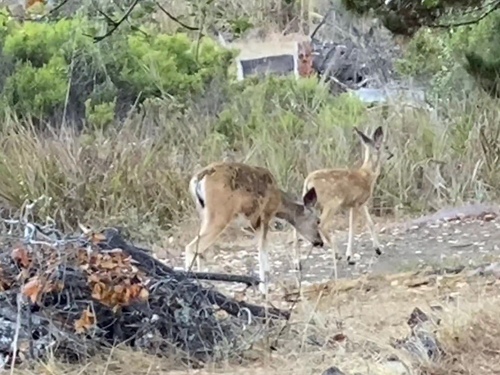 iNaturalist observation photo of Mule Deer