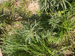 Liliopsida