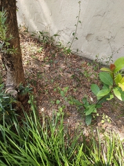 Magnoliopsida