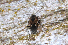 Rhyparochromus vulgaris