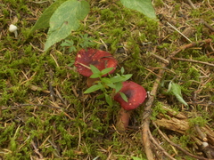 Russula mexicana
