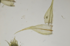 Pseudoleskea stenophylla